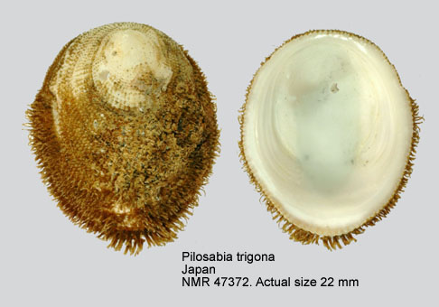 Pilosabia trigona.jpg - Pilosabia trigona(Gmelin,1791)
